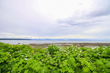 Beach in Vancouver Island, BC. The view on the green plants with white blossoming flowers (thimble berries). The ocean, mountain and clouds in the background.  - Powered by Adobe