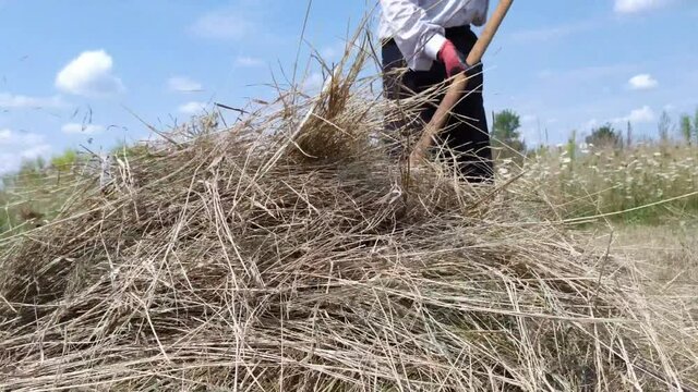 Rural man provide a food (hay) for domestic animals (cows). Working by fork on field.