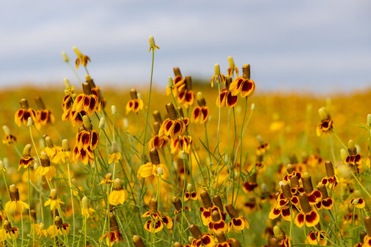 Mexican Hats and Yellow Prairie Coneflowers in a field, blue sky background