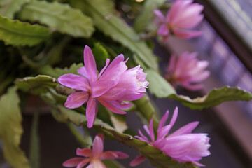 Exotic tropical cactus