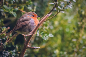 robin on a branch