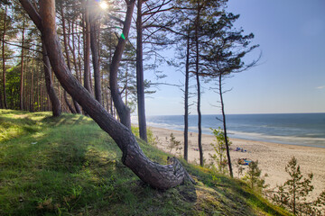 A forest on the coast of the Baltic Sea - Katy Rybackie city - obrazy, fototapety, plakaty