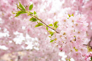 Beautiful pink sakura blossom on blurred background, closeup. Space for text