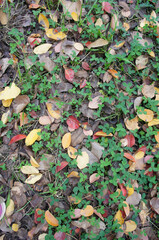 Trees in autumn