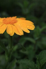 calendula officinalis yellow flower with water drops