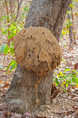 artistic nature - huge anthill on tree trunk