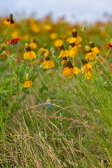 Yellow Prairie coneflowers, wildflowers in a field 