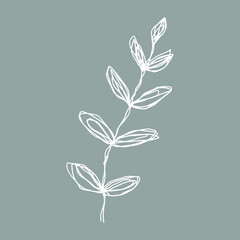 botanical floristic sketch contour branches with leaves. Vector isolated minimalistic branch on a background