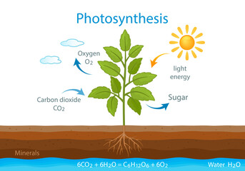 teaching poster with the process of cellular respiration of a growing plant with leaves. - obrazy, fototapety, plakaty