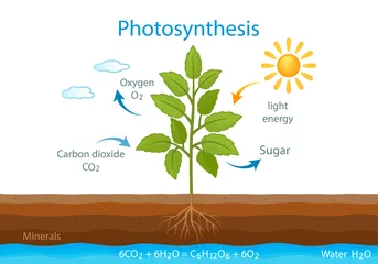Foto op Canvas teaching poster with the process of cellular respiration of a growing plant with leaves. © Ольга Погорелова