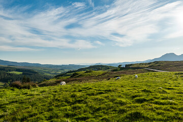 Sheep in the mountains landscape © Kinga