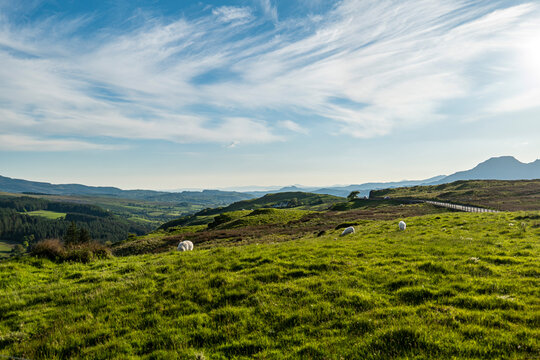 Sheep in the mountains landscape