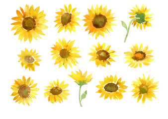 Yellow sunflowers watercolor illustration. Hand drawn flowers isolated on white background