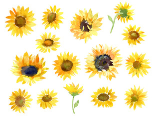 Yellow sunflowers watercolor illustration. Hand drawn flowers isolated on white background