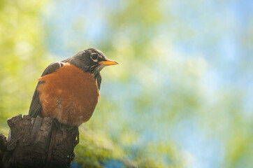 American Robin with Blurred Spring Forest