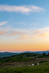 Sheep by sunset