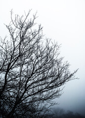silhouette of a tree