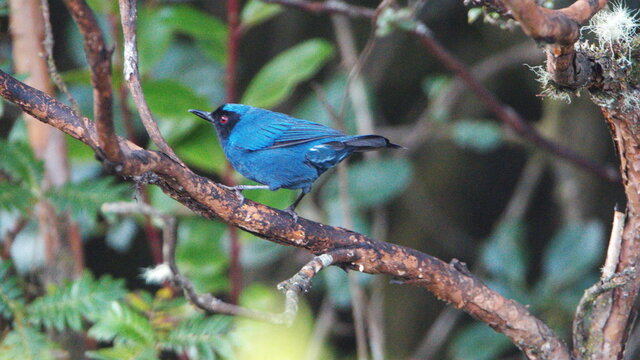Masked flowerpiercer (Diglossa cyanea) perched in a polylepis tree at Yanacocha Ecological Reserve outside of Quito, Ecuador