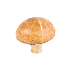 slippery jack or suillus luteus edible mushroom isolated on white background. sticky bun fungus cut out