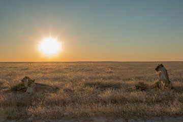 two lionesses of okondeka pride at sunset light in savannah