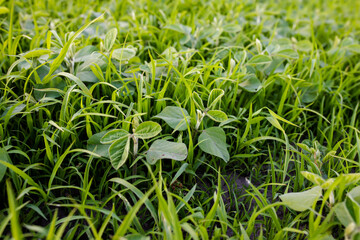 Lambsquarters soybean sprouts on an unencidesed without single non-residual herbicidefield. weed cover is present on agricultural fields. death of crop. Weed Control in Soybeans - obrazy, fototapety, plakaty