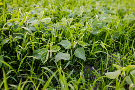 Lambsquarters Soybean Sprouts On An Unencidesed Without Single Non-residual Herbicidefield. Weed Cover Is Present On Agricultural Fields. Death Of Crop. Weed Control In Soybeans