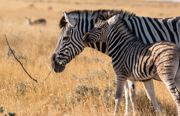 Fototapeta na wymiar zebra mother with calf in sunset light at etosha national park both looking into the camera showing beautiful natural striped pattern