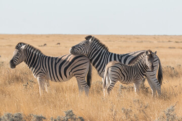 Obraz na płótnie Canvas zebra leaning head onto other zebras back with calf in front in sunset light at etosha national park