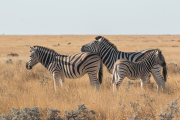 Fototapeta na wymiar zebra leaning head onto other zebras back with calf in front in sunset light at etosha national park