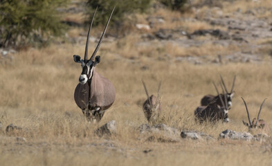 oryx looking over small hill presenting large horns with herd in background
