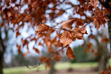 Brown autumn leaves