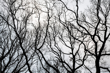 Winter branches