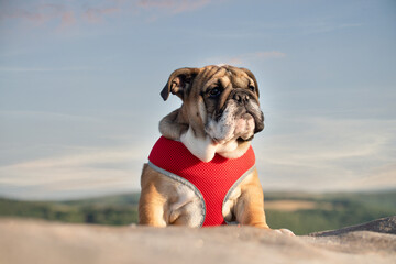 Funny brave safeguarding red white puppy of english bulldog in red harness standing on the stone in...
