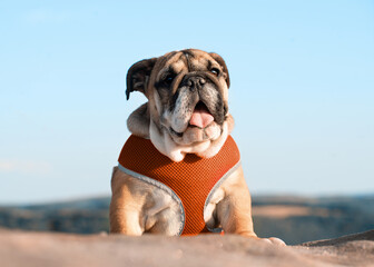 Funny brave safeguarding red white puppy of english bulldog in red harness standing on the stone in...