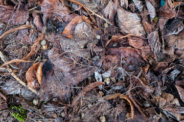 autumn leaves on the ground