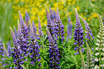 Blue and white lupines close-up with blurred yellow buttercups © Annee