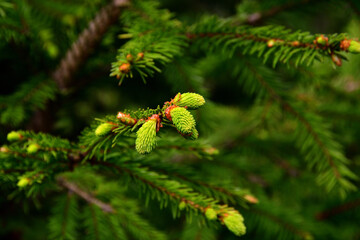 Fototapeta premium Tender light green spruce sprouts close-up on a sunny day against a blurred background of adult coniferous branches.