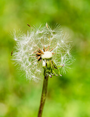 dandelion seed head on a bright sunny day