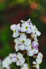 Close up flower at the garden