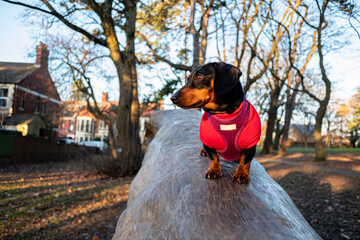 Dachshund dog stands on a large log