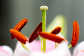 Close up of hibiscus flower stigma and anther - obrazy, fototapety, plakaty