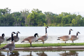Canada Geese at a lake