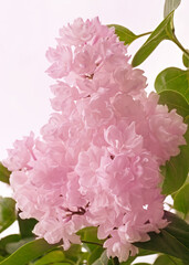 Beautiful Lilac branch close-up on white background.  Delicate texture of Lilac flowers. A branch of light pink flowers on a vertical background. 