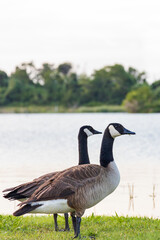 Two Canada Geese at a lake