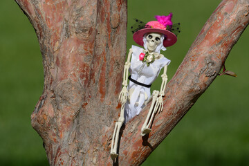 Woman skeleton in dress and fancy pink hat sitting in nook of tree