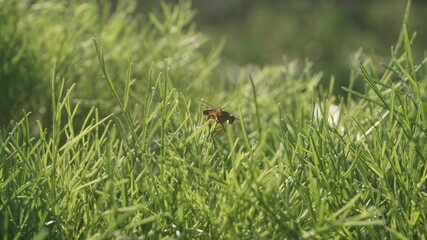 A moth perched on a plant