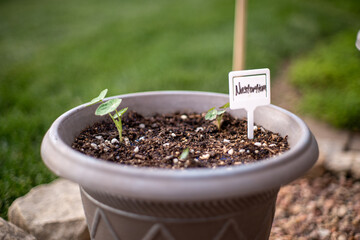 Views of plants and signs in flower pots with bokeh background