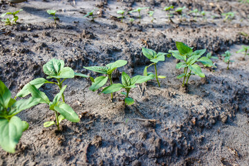 Sunflower sprouts growing out from soil on a farmy organic field. Industrial cultivation of sunflowers in warm regions for oil production, poultry feed