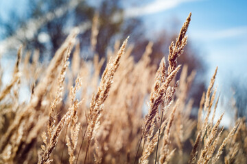 Ears of grass amid the autumn sun in the meadow. Shallow depth of field.