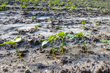 Young sunflower sprouts on field after rain. Industrial cultivation of sunflowers in warm regions for oil production, poultry feed